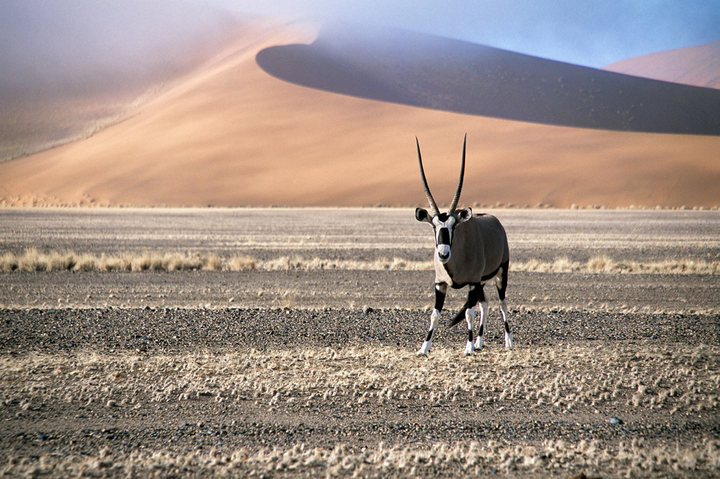 Oryx Antilope / Namib-Wüste